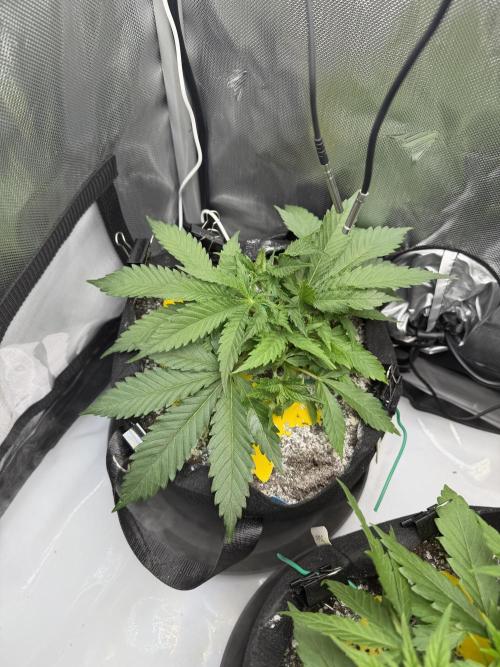 Purple Lemonade Auto. Week 4 - 4/19 - Blue
