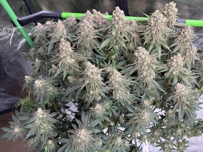 Indoor. Week 20