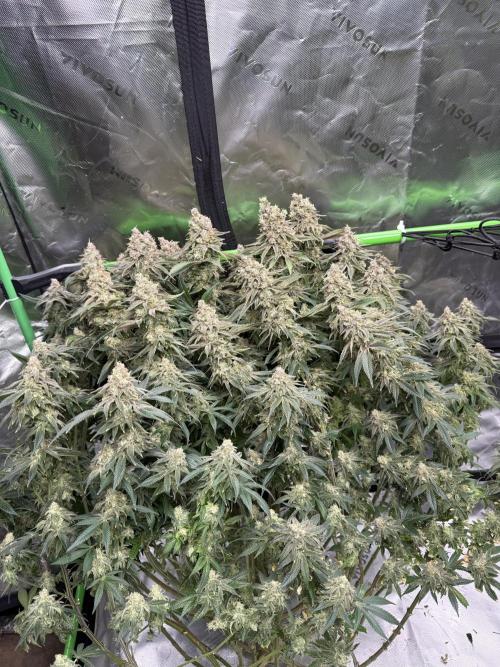 Indoor. Week 20