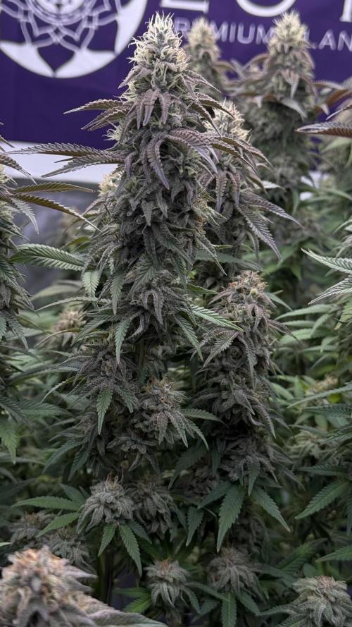 Indoor. Week 20