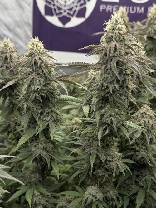 Indoor. Week 20