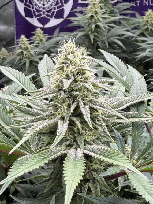 Indoor. Week 20