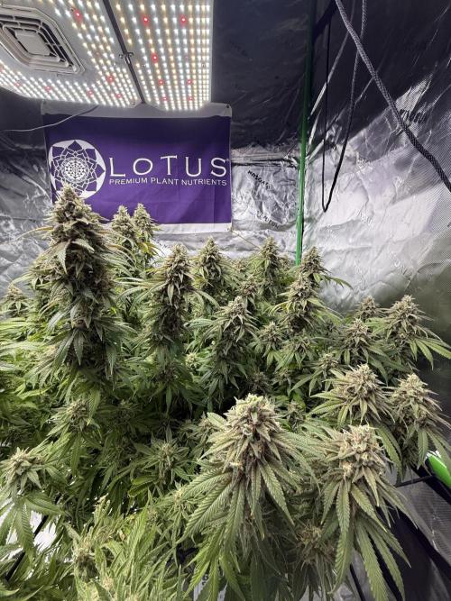 Indoor. Week 20
