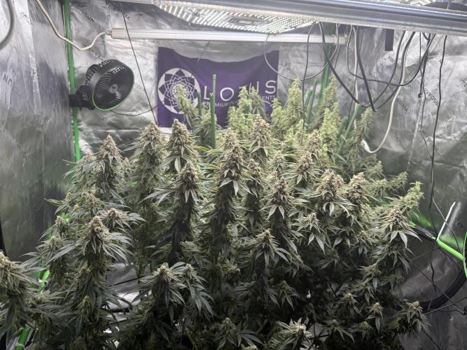 Indoor. Week 20