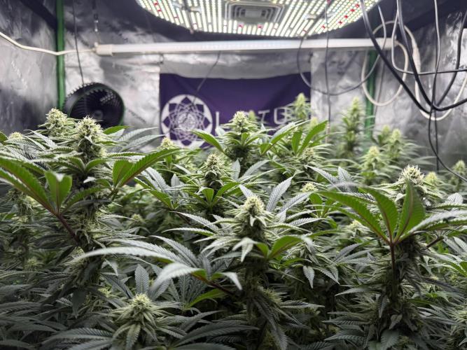 Indoor. Week 20