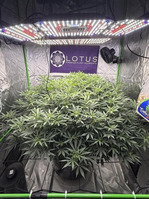 Indoor. Week 20