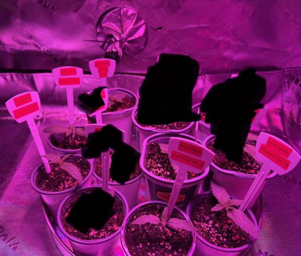 Spliff Seeds Outdoor Grow 2026. Week 0 - 2 weeks Growth