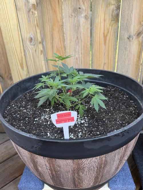 Spliff Seeds Outdoor Grow 2026. Week 0