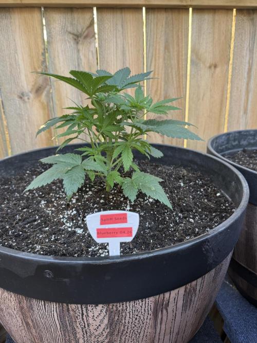 Spliff Seeds Outdoor Grow 2026. Week 0