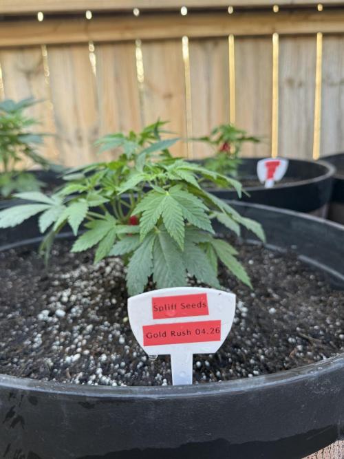 Spliff Seeds Outdoor Grow 2026. Week 0
