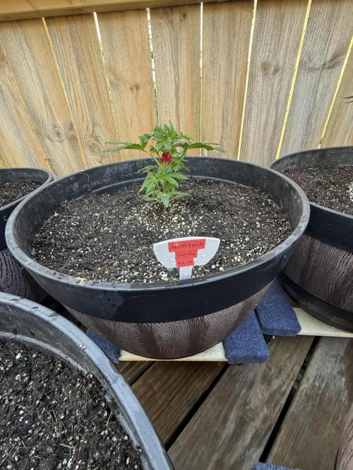 Spliff Seeds Outdoor Grow 2026. Week 0