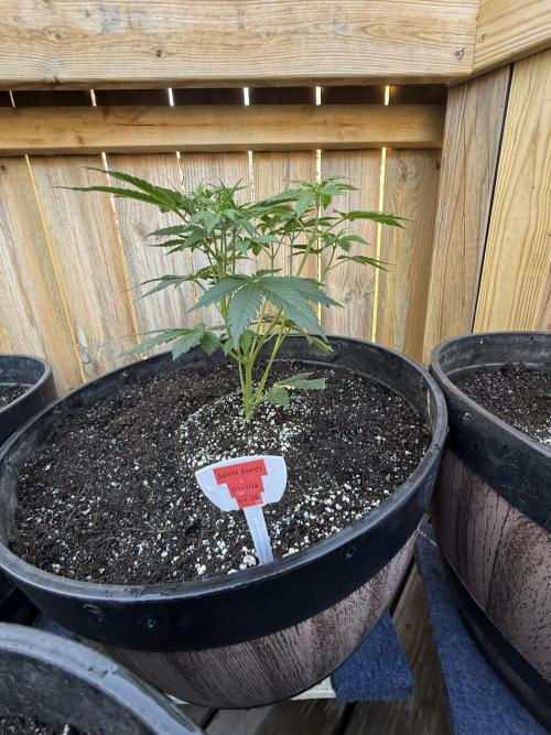 Spliff Seeds Outdoor Grow 2026. Week 0
