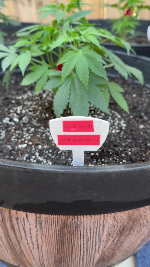Spliff Seeds Outdoor Grow 2026