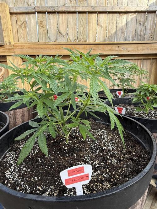 Spliff Seeds Outdoor Grow 2026. Week 5