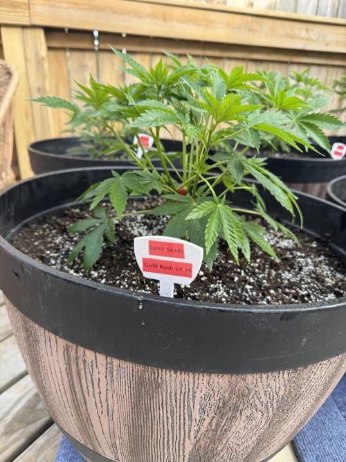 Spliff Seeds Outdoor Grow 2026. Week 5
