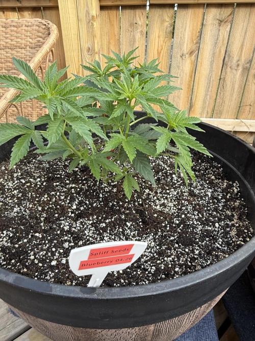 Spliff Seeds Outdoor Grow 2026. Week 5