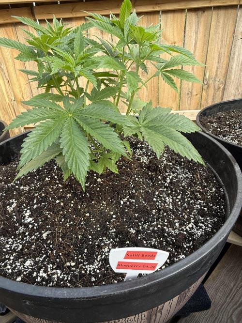 Spliff Seeds Outdoor Grow 2026. Week 5