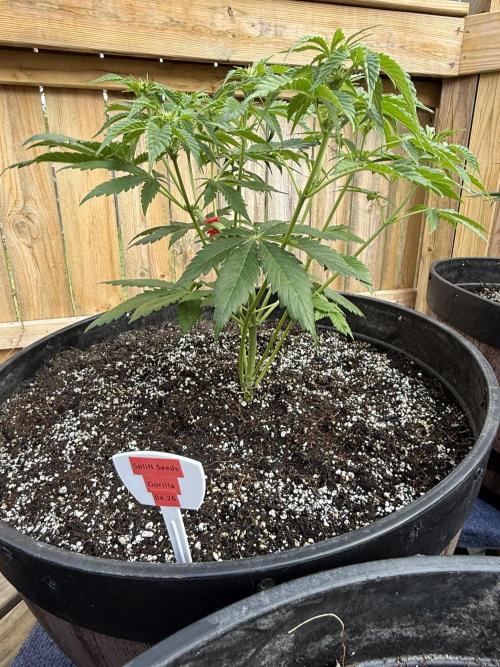 Spliff Seeds Outdoor Grow 2026. Week 5