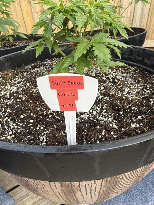 Spliff Seeds Outdoor Grow 2026. Week 5