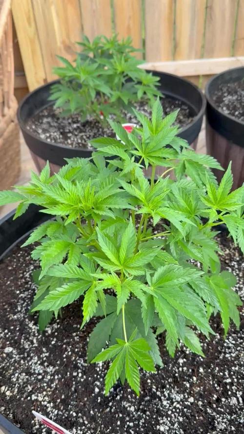 Spliff Seeds Outdoor Grow 2026