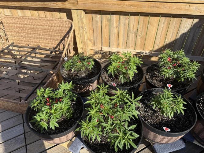 Spliff Seeds Outdoor Grow 2026. Week 5