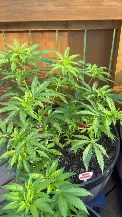 Spliff Seeds Outdoor Grow 2026
