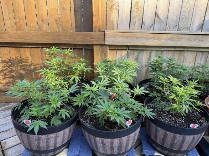 Spliff Seeds Outdoor Grow 2026. Week 6