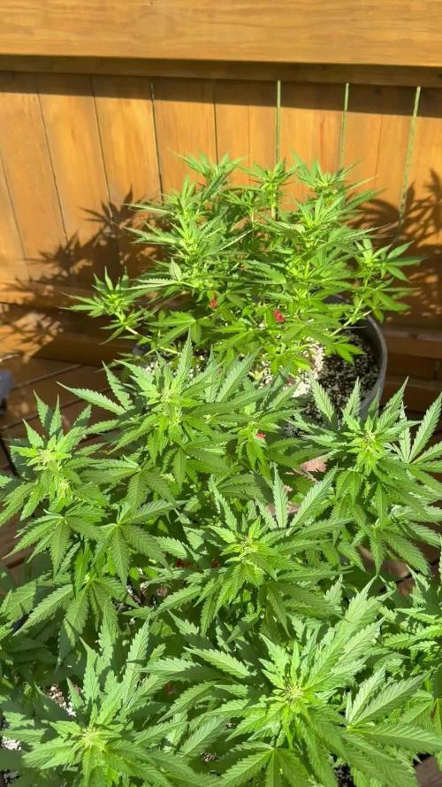 Spliff Seeds Outdoor Grow 2026