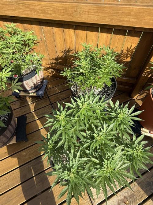 Spliff Seeds Outdoor Grow 2026. Week 7