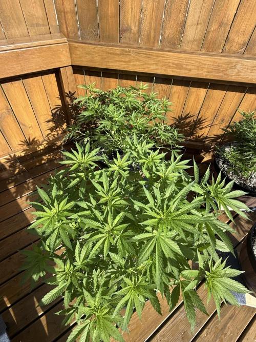 Spliff Seeds Outdoor Grow 2026. Week 7