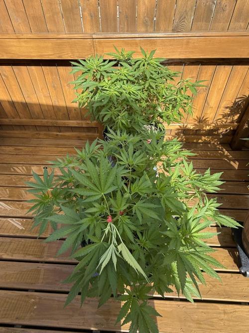 Spliff Seeds Outdoor Grow 2026. Week 7