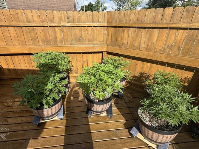 Spliff Seeds Outdoor Grow 2026. Week 7