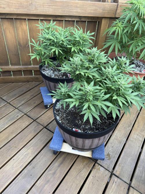 Spliff Seeds Outdoor Grow 2026. Week 8 - Still trying to figure out if these are autos or photos. Still flowering! 