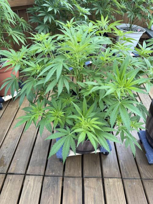 Spliff Seeds Outdoor Grow 2026. Week 8
