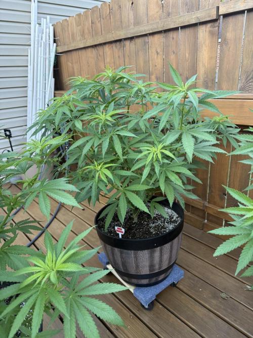 Spliff Seeds Outdoor Grow 2026. Week 8