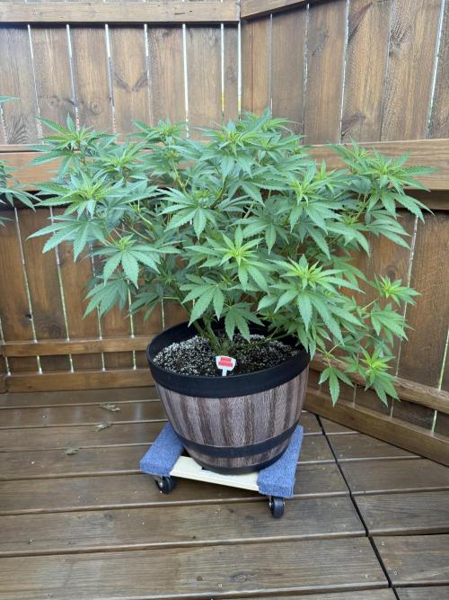 Spliff Seeds Outdoor Grow 2026. Week 8