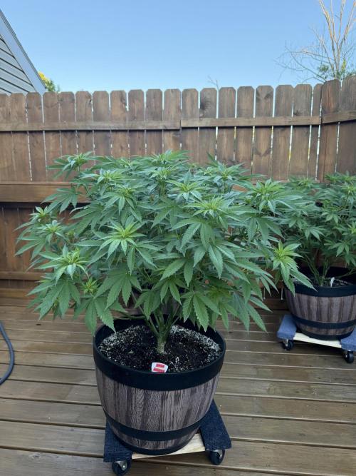 Spliff Seeds Outdoor Grow 2026. Week 8 - These plants are very hardy! Loving the structure and size. Easy to grow so far!