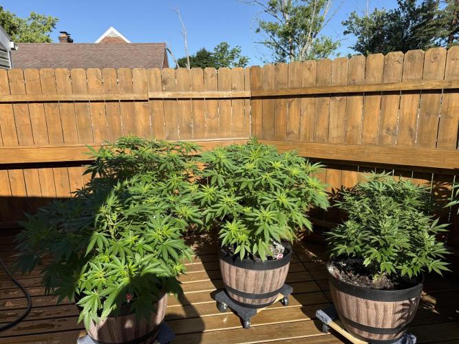 Spliff Seeds Outdoor Grow 2026. Week 8