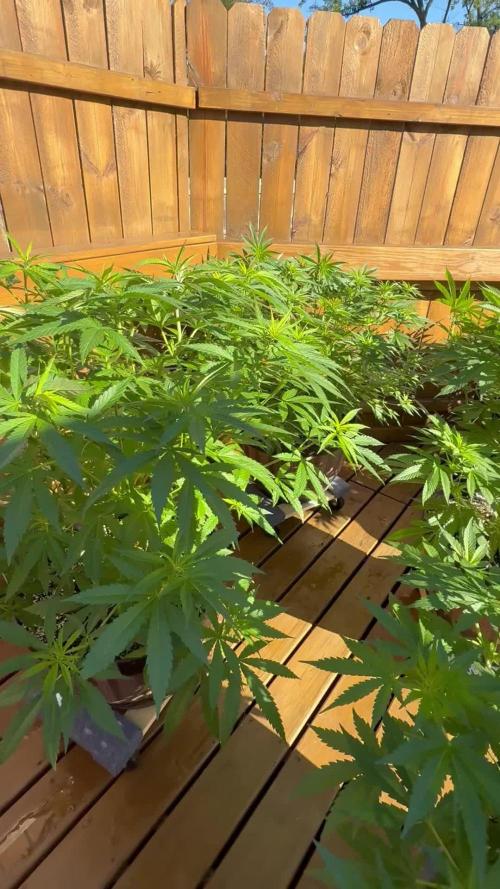 Spliff Seeds Outdoor Grow 2026