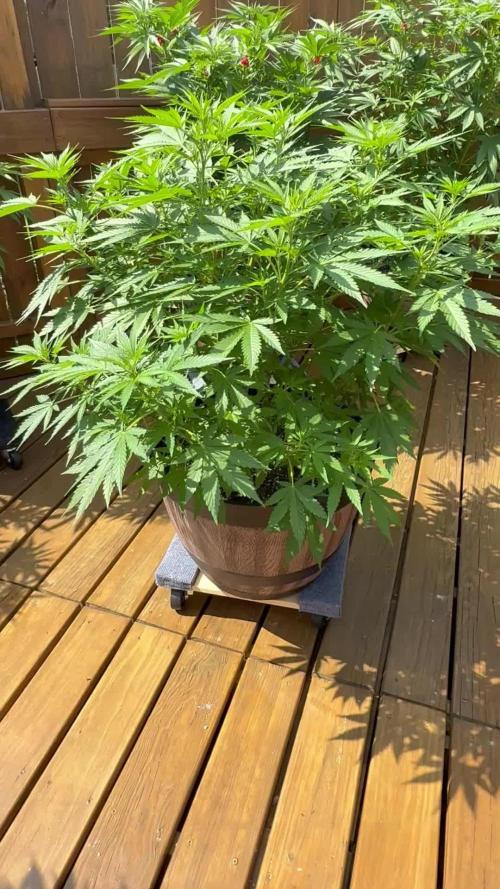 Spliff Seeds Outdoor Grow 2026