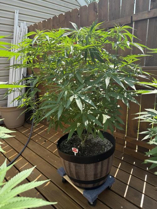 Spliff Seeds Outdoor Grow 2026. Week 9