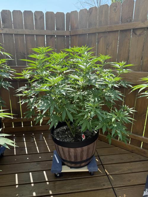 Spliff Seeds Outdoor Grow 2026. Week 9