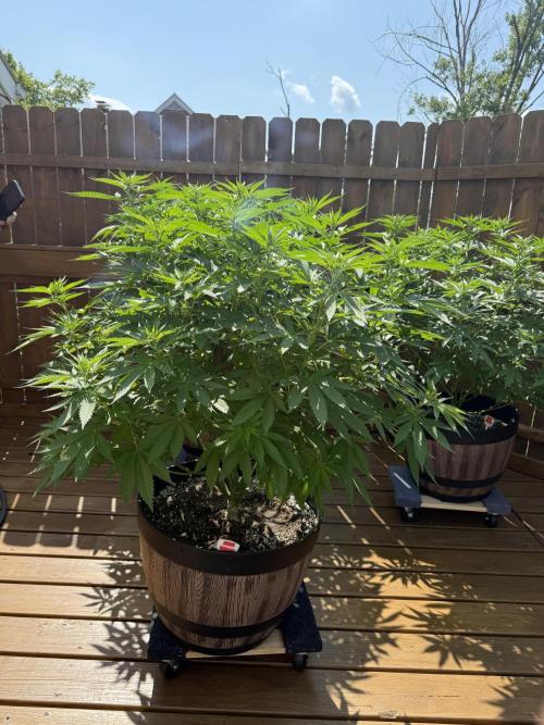 Spliff Seeds Outdoor Grow 2026. Week 9