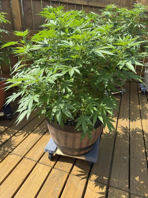 Spliff Seeds Outdoor Grow 2026. Week 9