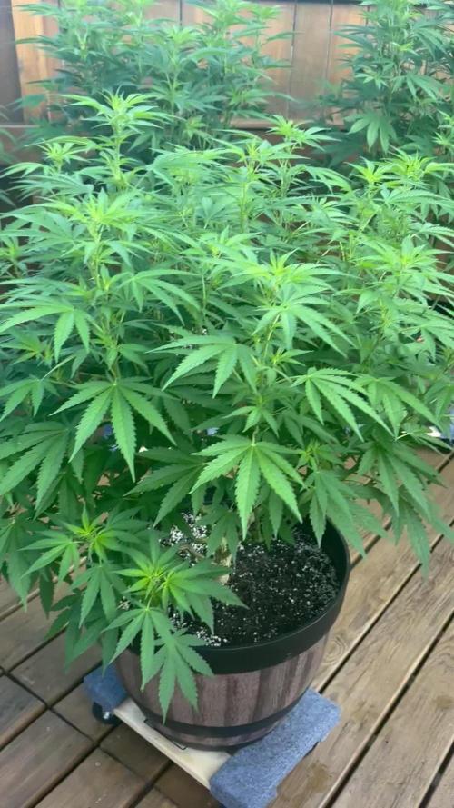 Spliff Seeds Outdoor Grow 2026