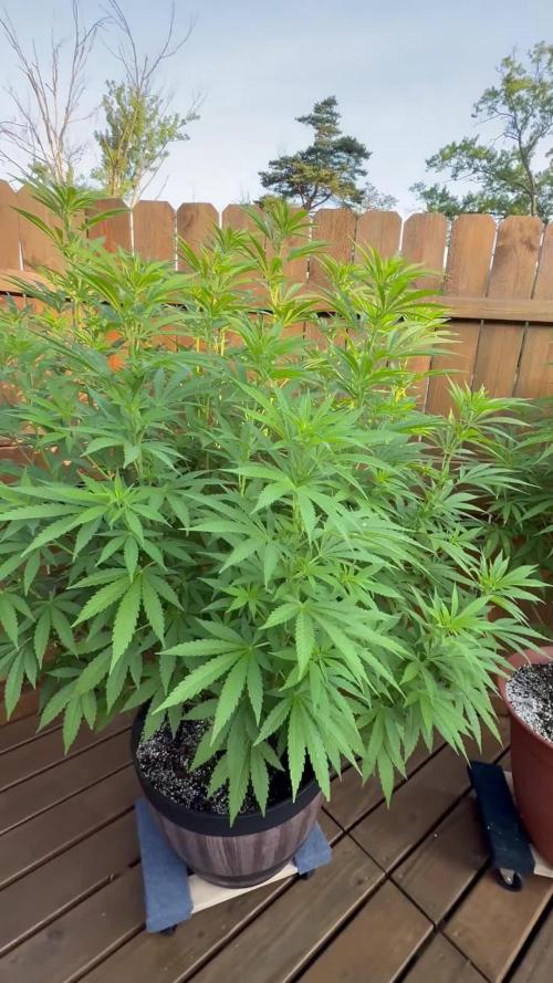 Spliff Seeds Outdoor Grow 2026