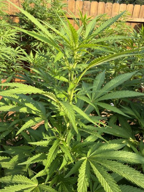 Spliff Seeds Outdoor Grow 2026. Week 12 - We’re getting some flowers