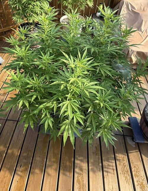 Spliff Seeds Outdoor Grow 2026. Week 12