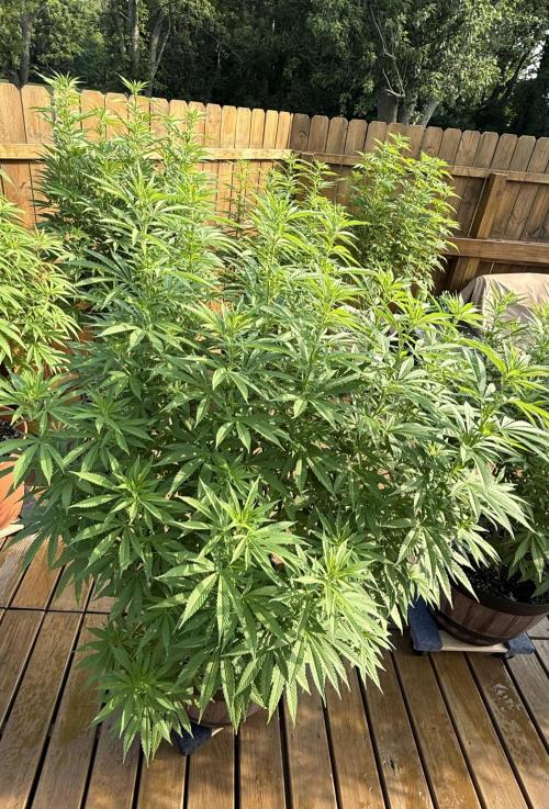 Spliff Seeds Outdoor Grow 2026. Week 12