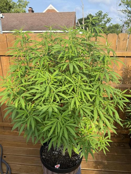 Spliff Seeds Outdoor Grow 2026. Week 12